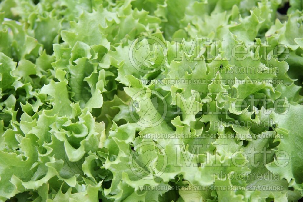 Lactuca Iceberg (Lettuce vegetable - laitue) 1 