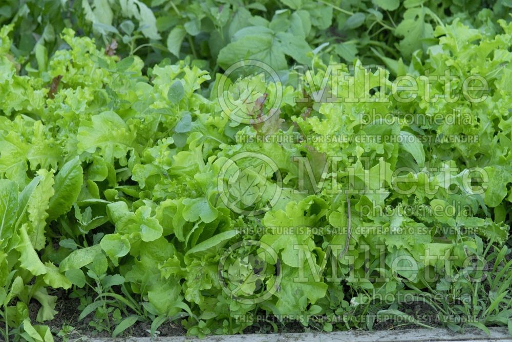Lactuca sativa (Mixed Lettuce mesclun vegetable laitue) 1 