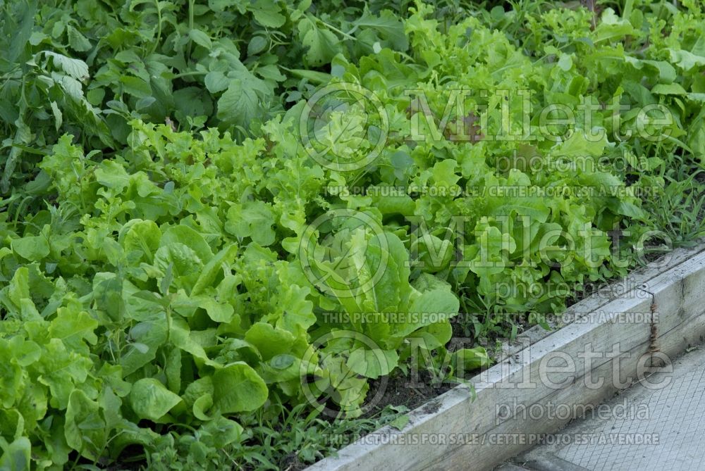 Lactuca sativa (Mixed Lettuce mesclun vegetable laitue) 2 