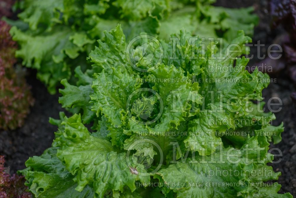 Lactuca Lettony (Lettuce vegetable - laitue) 2