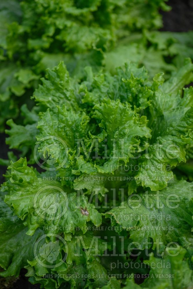 Lactuca Lettony (Lettuce vegetable - laitue) 3 