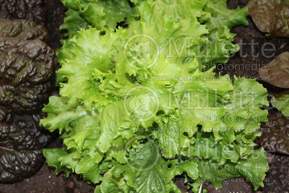 Lactuca Lettony (Lettuce vegetable - laitue) 1
