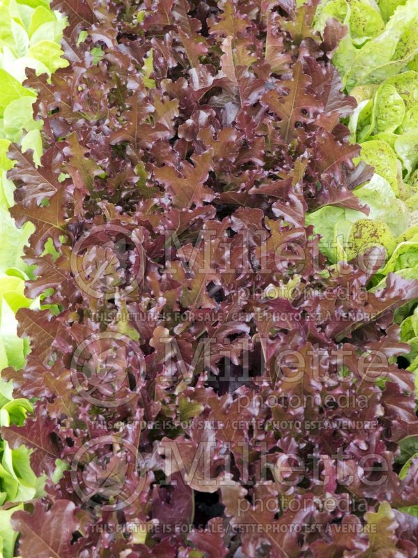 Lactuca Mascara (Lettuce vegetable - laitue) 2