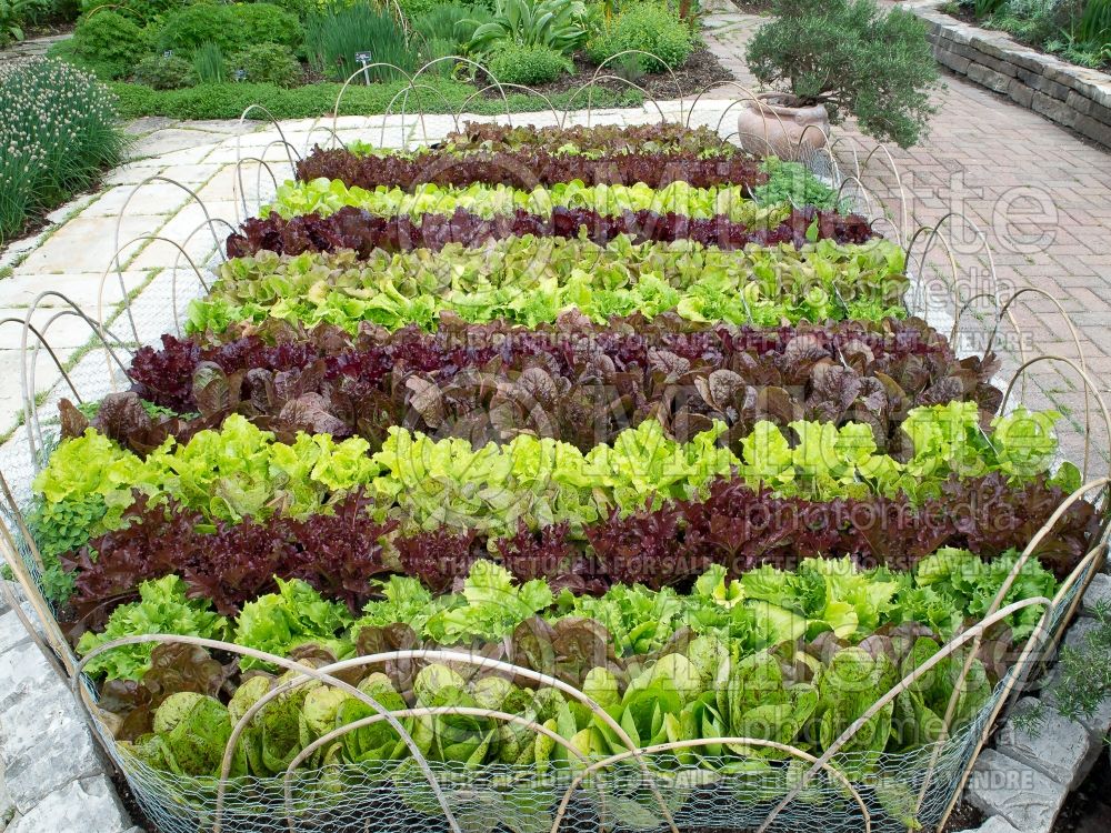 Lactuca sativa (Mixed Lettuce mesclun vegetable laitue) 6 