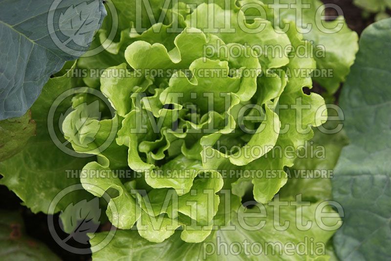 Lactuca Nevada (Lettuce vegetable - laitue) 1 