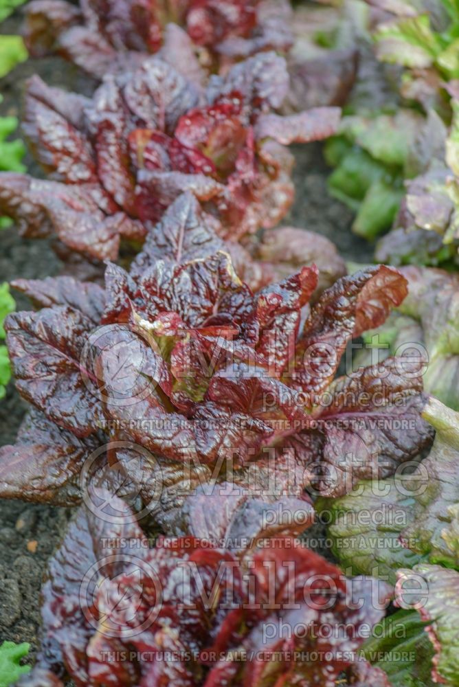 Lactuca Nymans (Lettuce vegetable - laitue) 2 