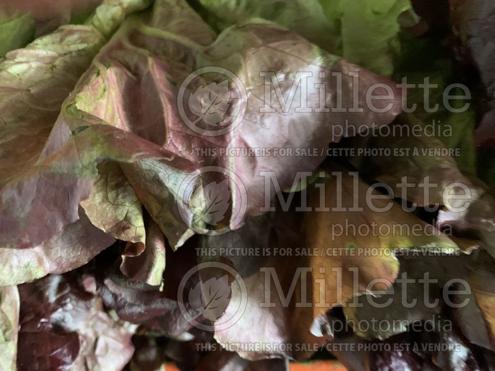 Lactuca sativa (Lettuce vegetable - laitue) 18 
