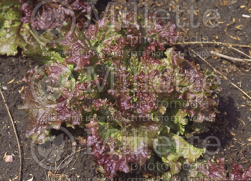 Lactuca Red Sails (Lettuce vegetable – laitue) 1 