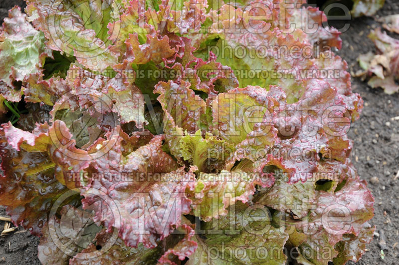 Lactuca Red Sails (Lettuce vegetable – laitue) 2 