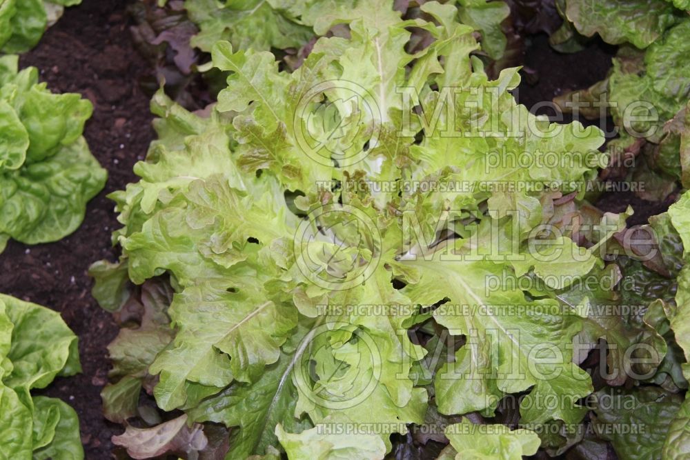Lactuca Red Salad Bowl (Lettuce vegetable - laitue) 3 