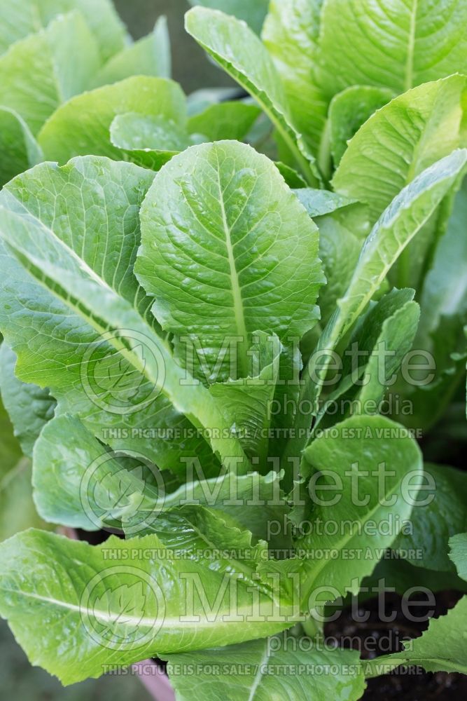 Lactuca Ridgeline (Lettuce vegetable - laitue) 1 