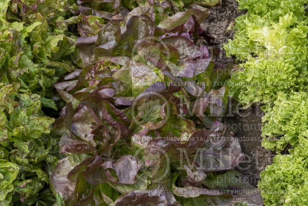 Lactuca Roxy (Lettuce vegetable - laitue) 1 