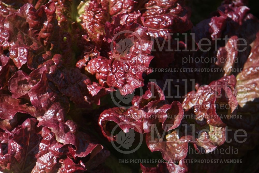 Lactuca Ruby Red (Lettuce vegetable - laitue) 1 