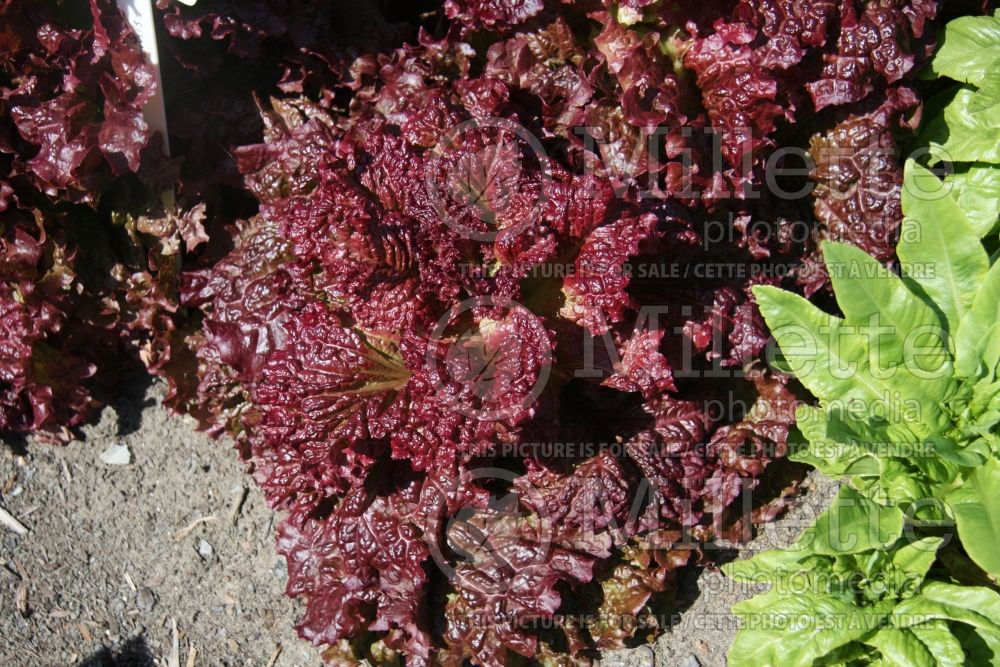 Lactuca Ruby Red (Lettuce vegetable - laitue) 2 
