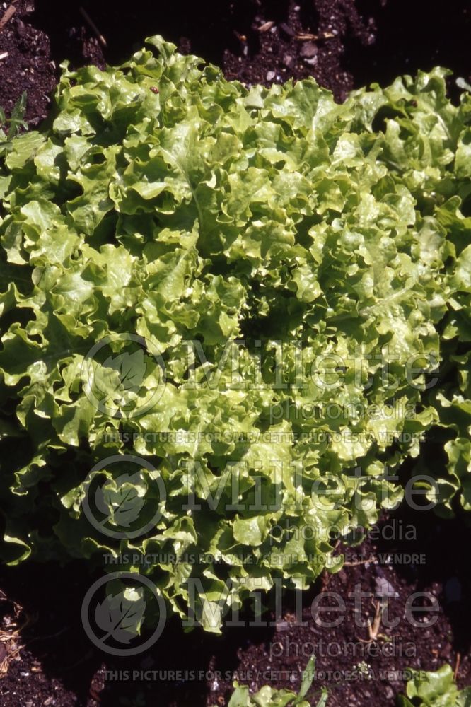 Lactuca Salad Bowl (Lettuce vegetable - laitue) 1 