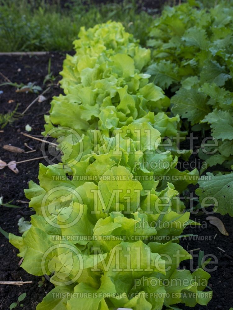 Lactuca Simpson Elite (Lettuce vegetable - laitue) 1
