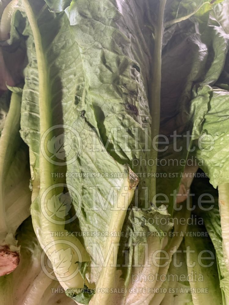 Lactuca sativa var. longifolia (Romaine Lettuce vegetable - laitue) 5 