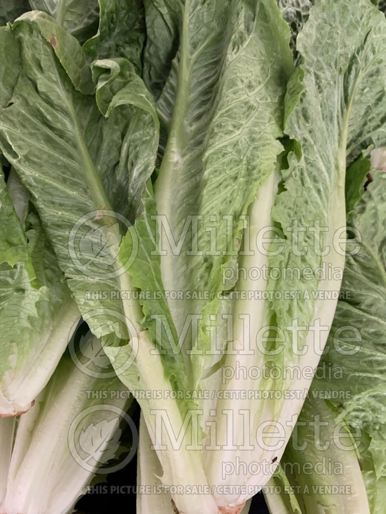 Lactuca sativa var. longifolia (Romaine Lettuce vegetable - laitue) 1 