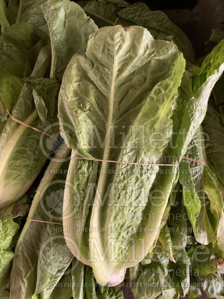 Lactuca sativa var. longifolia (Romaine Lettuce vegetable - laitue) 4 