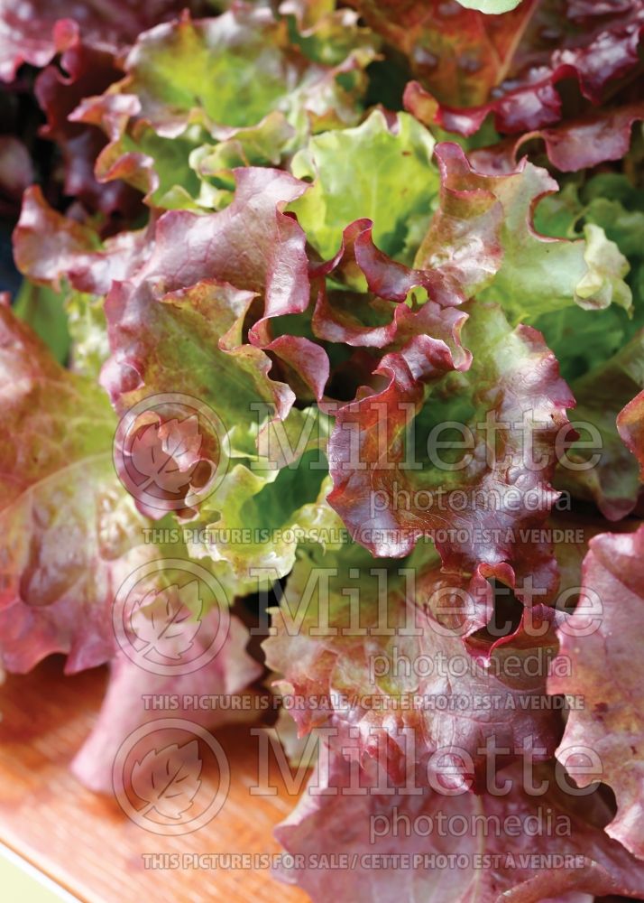 Lactuca Vulcan (Lettuce vegetable - laitue) 1 