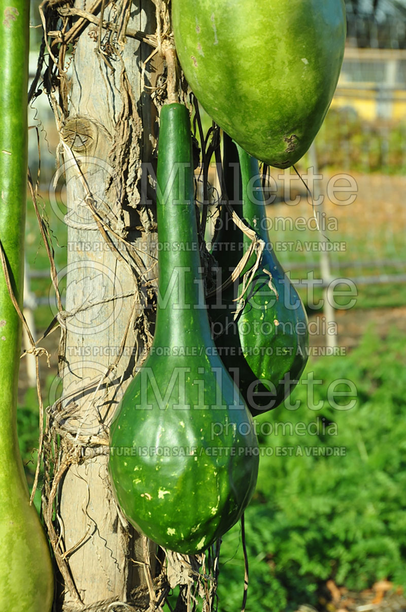 Lagenaria Dipper (Long Handled Dipper Gourd) 1 