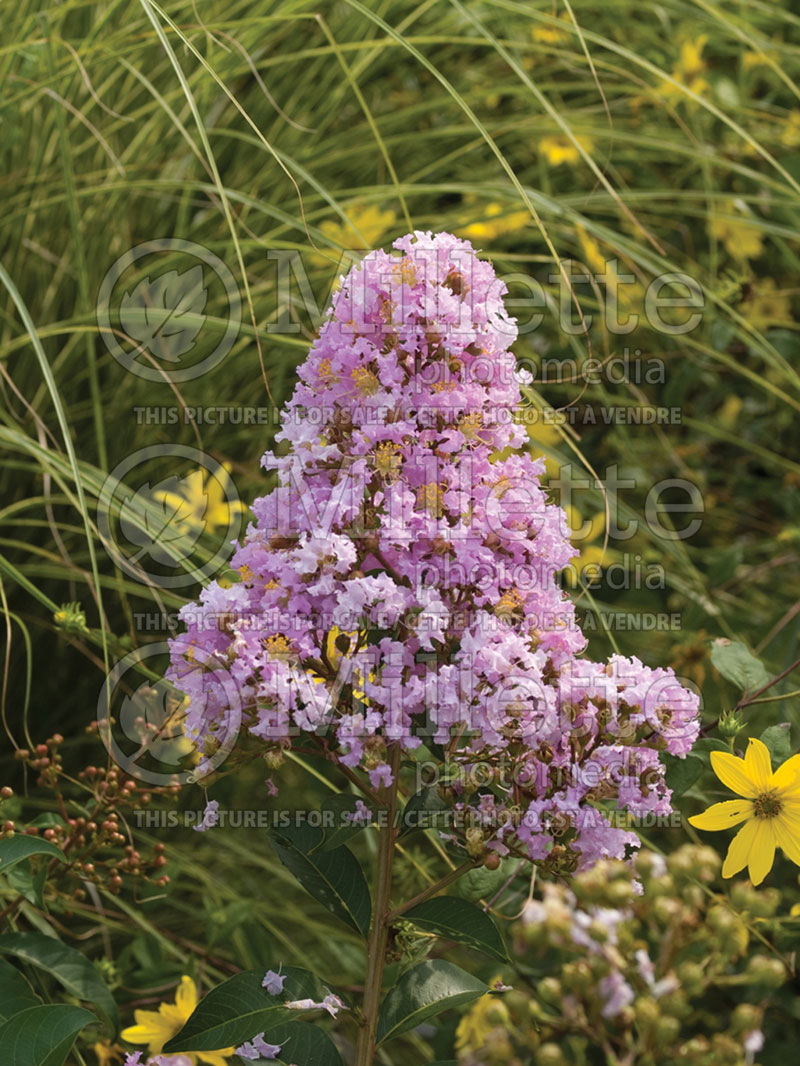 Lagerstroemia Acoma (Crape Myrtle) 1 