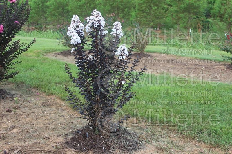 Lagerstroemia Ebony and Ivory (Crape Myrtle) 1 