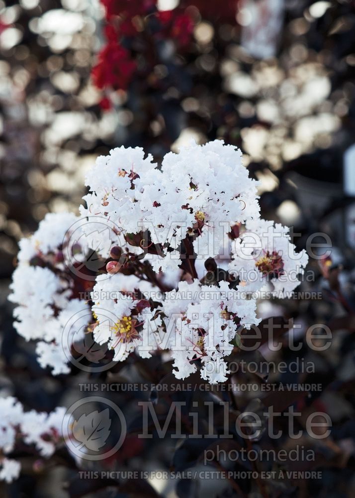 Lagerstroemia Ebony and Ivory (Crape Myrtle) 2 