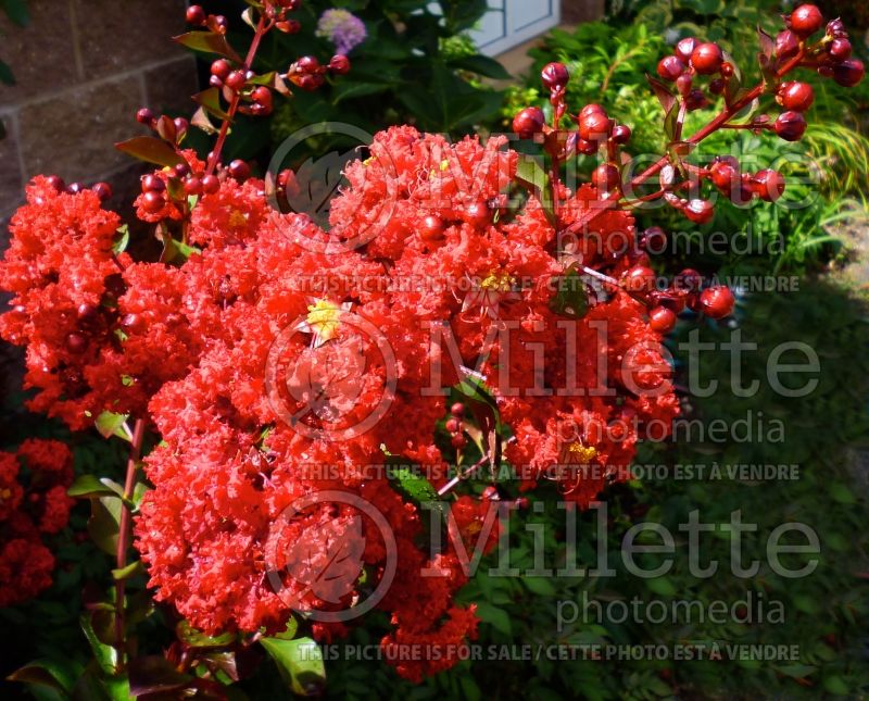 Lagerstroemia Ebony Flame (Crape Myrtle) 1 