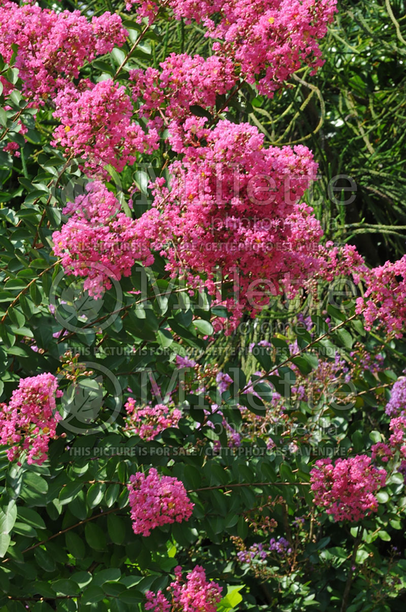 Lagerstroemia indica (Crape Myrtle) 1 