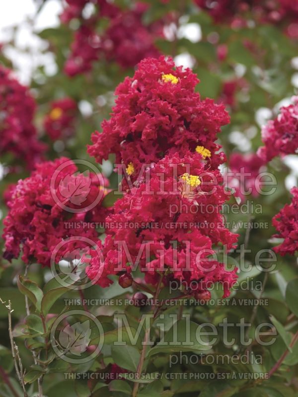 Lagerstroemia Dynamite (Crape Myrtle) 2 