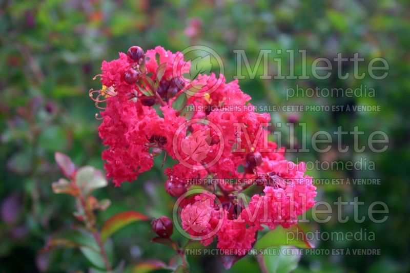 Lagerstroemia Dynamite (Crape Myrtle) 3 