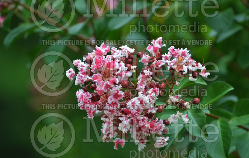 Lagerstroemia Peppermint Lace (Crape Myrtle) 1 