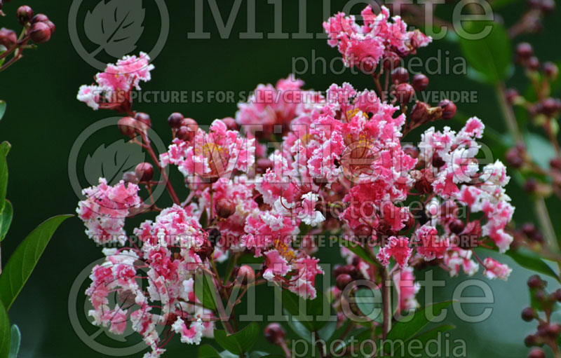 Lagerstroemia Peppermint Lace (Crape Myrtle) 2 