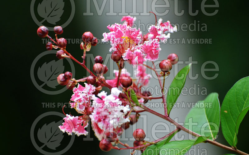 Lagerstroemia Peppermint Lace (Crape Myrtle) 4 