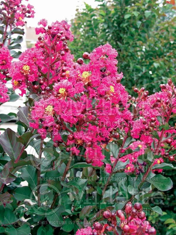 Lagerstroemia Pink Velour aka Whit III (Crape Myrtle) 2 