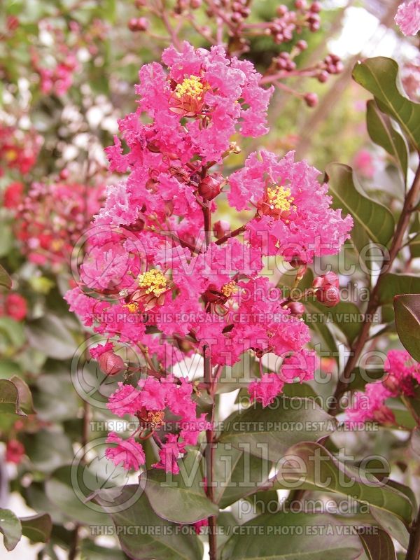 Lagerstroemia Pink Velour aka Whit III (Crape Myrtle) 1 