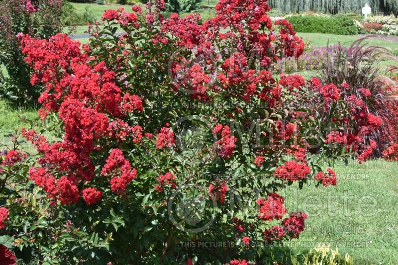 Lagerstroemia Red Rocket (Crape Myrtle) 4 