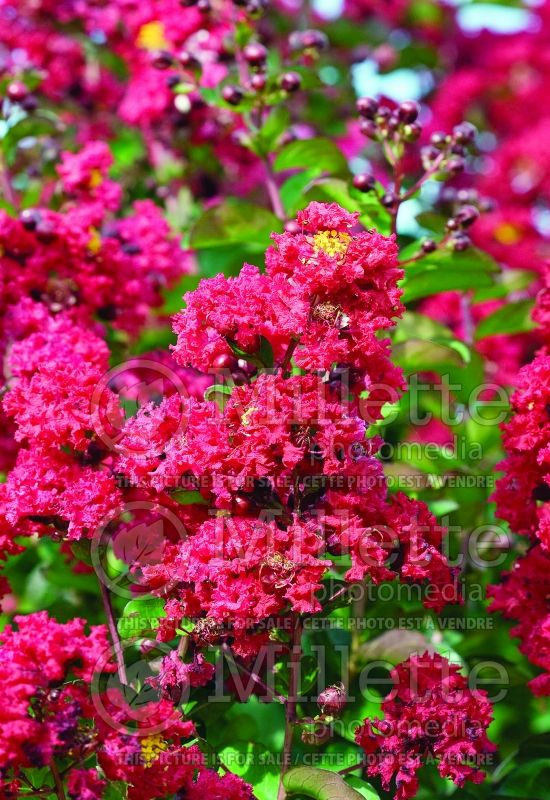 Lagerstroemia Red Rocket (Crape Myrtle) 2 