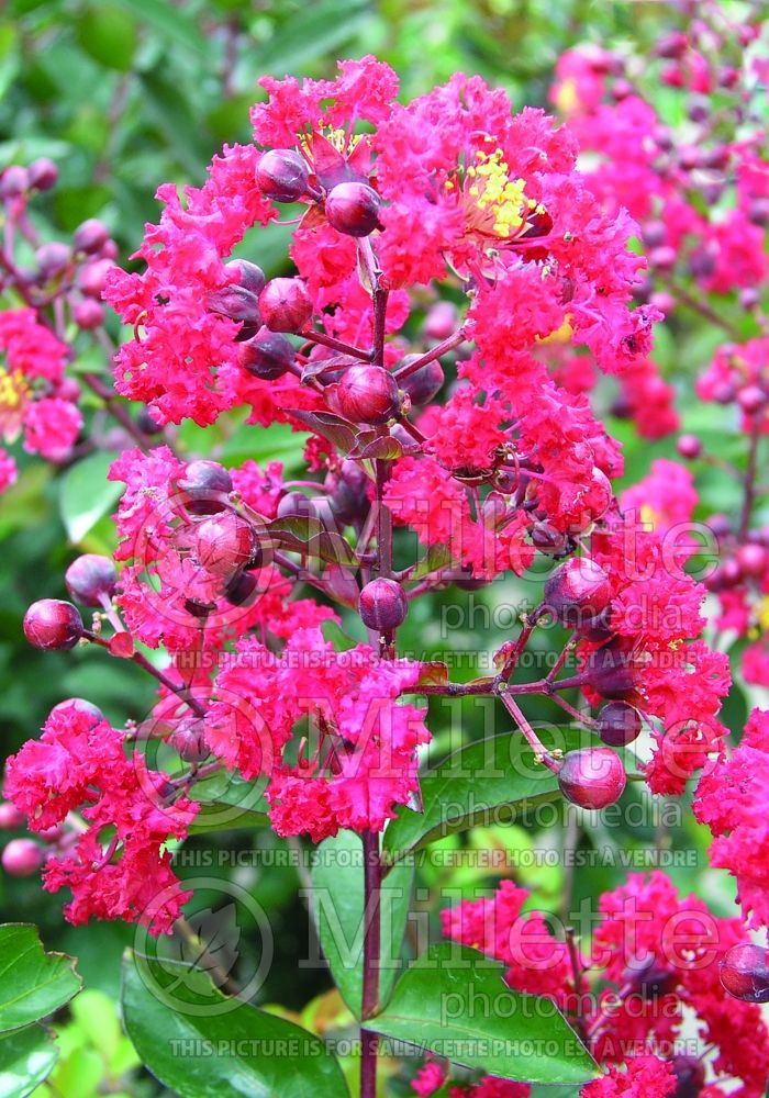 Lagerstroemia Red Rocket (Crape Myrtle) 1 