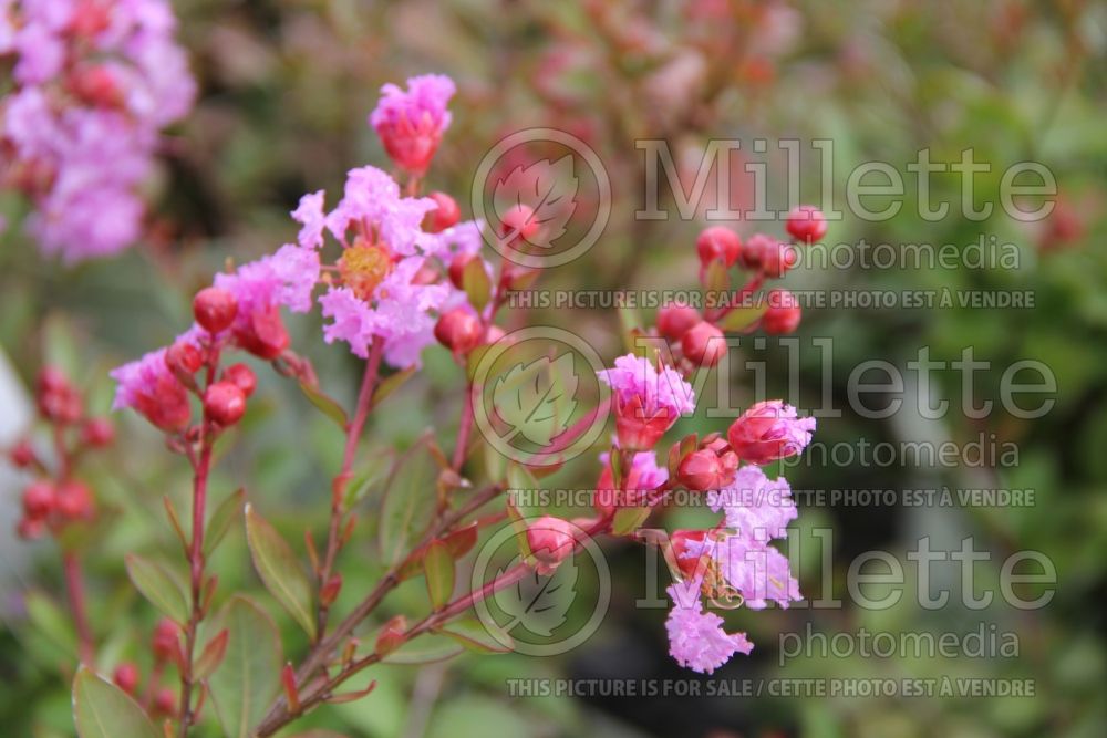 Lagerstroemia Violet Filli (Crape Myrtle) 1 