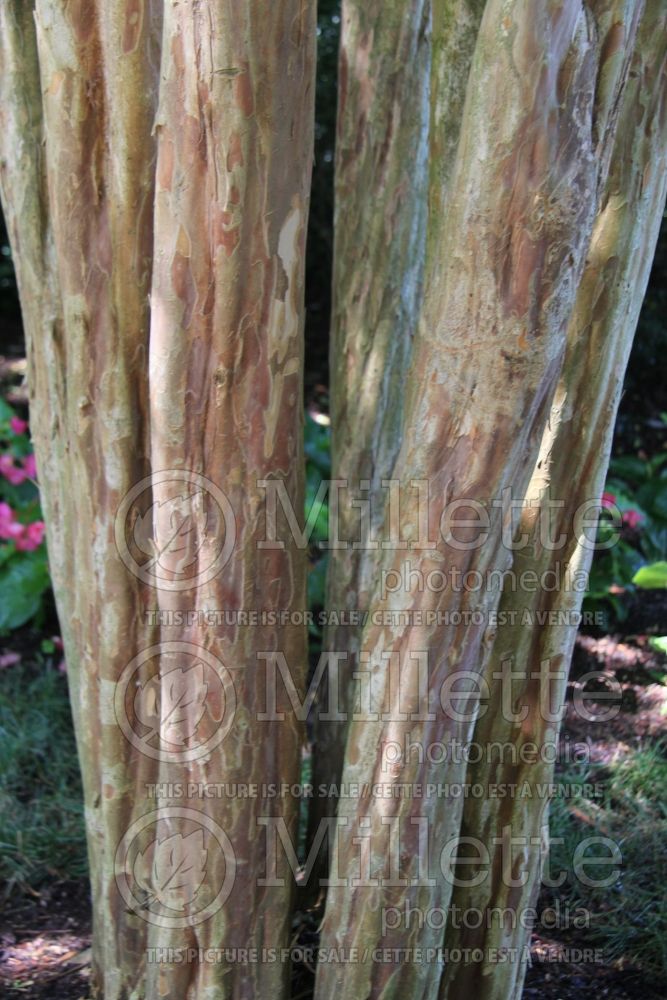 Lagerstroemia Miami - bark (Crape Myrtle) 1