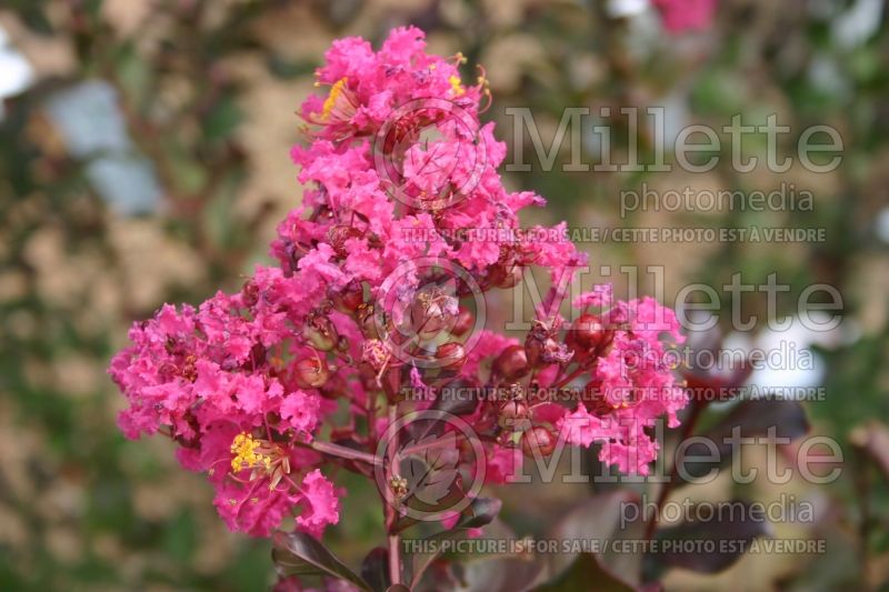 Lagerstroemia Pink Velour aka Whit III (Crape Myrtle) 4 