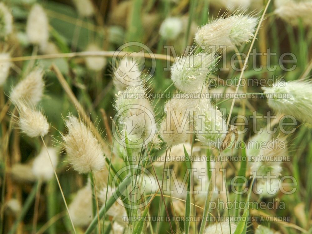 Lagurus ovatus (Tail Grass) 1