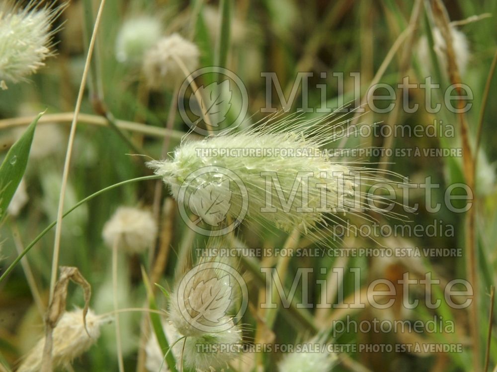 Lagurus ovatus (Tail Grass) 2