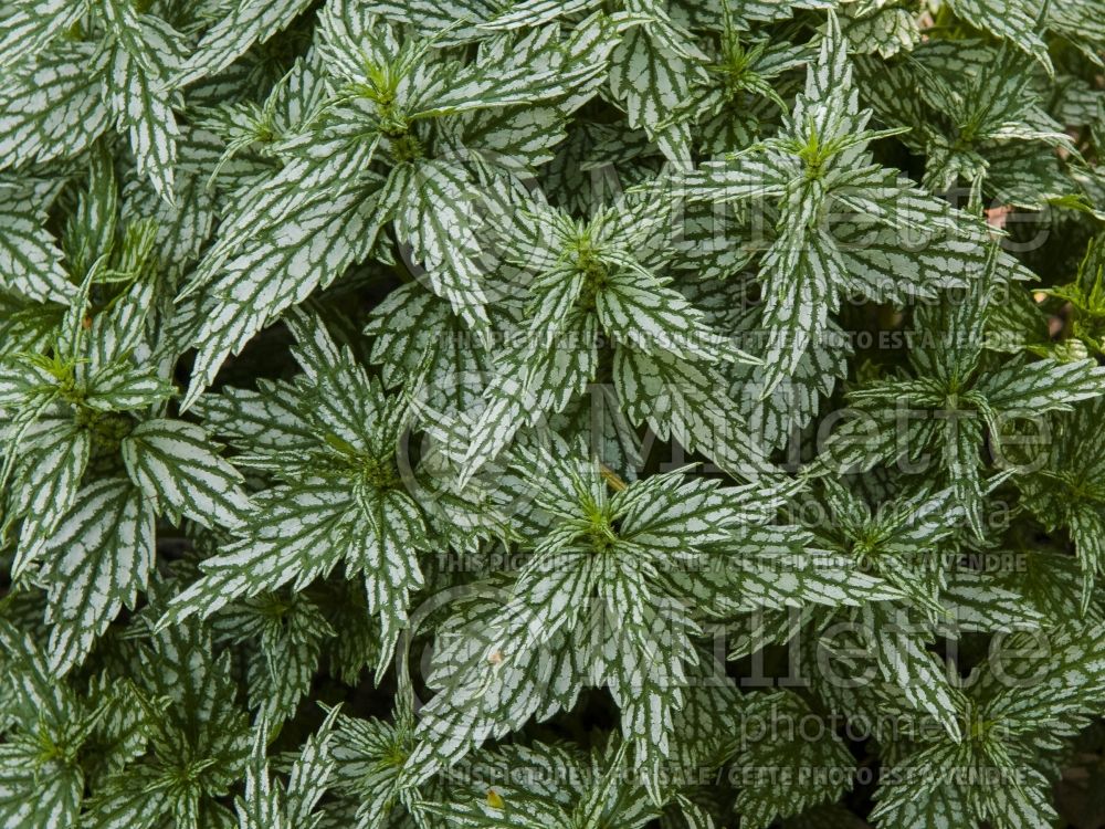 Lamiastrum Hermann's Pride (Dead Nettle) 5