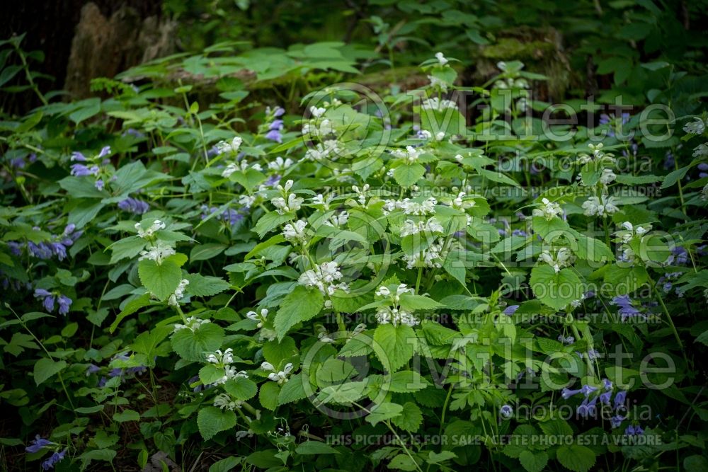 Lamium Album (balm-leaved red deadnettle) 3 