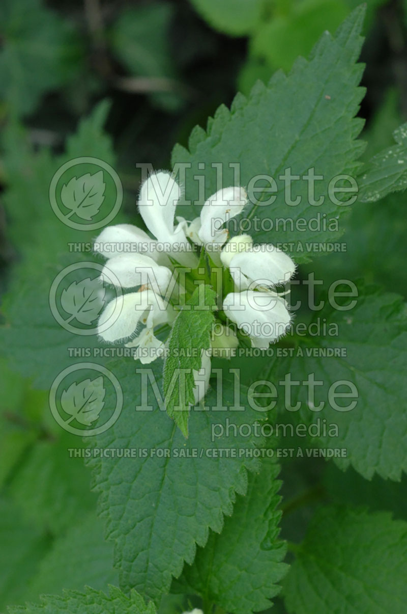 Lamium Album (balm-leaved red deadnettle) 1 