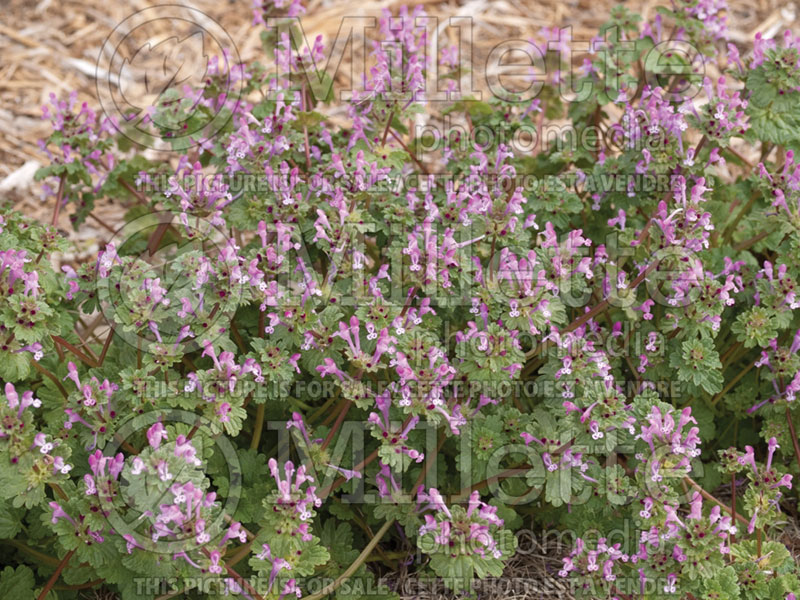 Lamium amplexicaule (henbit dead nettle) 1 