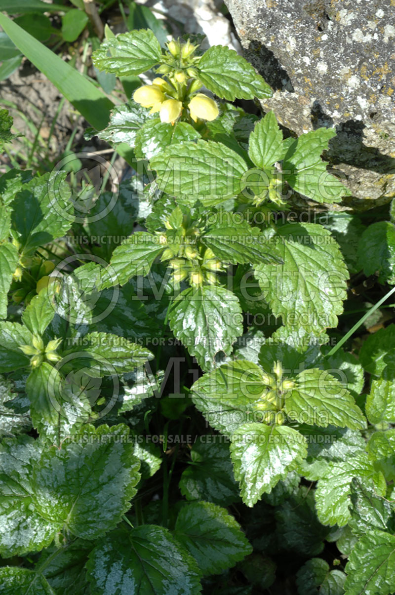 Lamium galeobdolon (Yellow Archangel) 1 